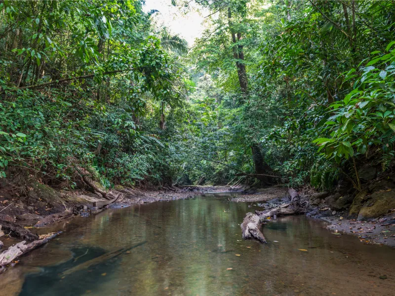 Freilassung von Meeresschildkrötenbabys in Bahía Solano