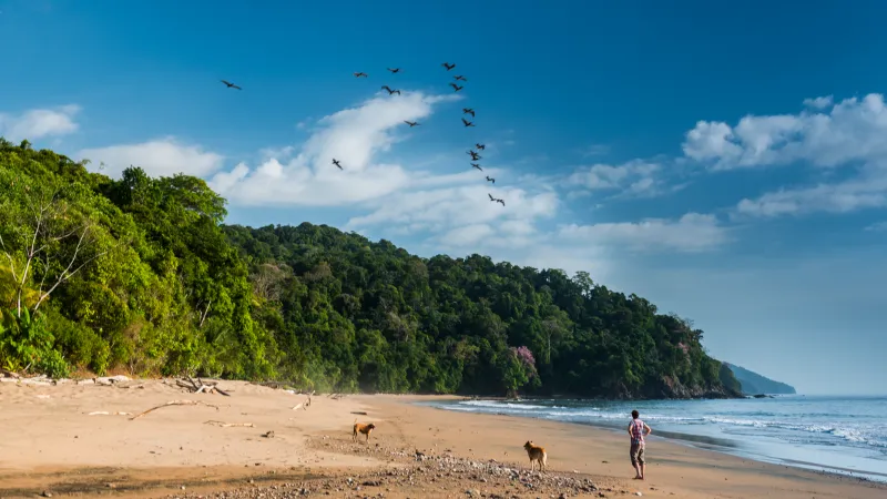 Freilassung von Meeresschildkrötenbabys in Bahía Solano